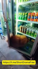 Forbidden Touch My Vampire Ceo Engsub Mydrama