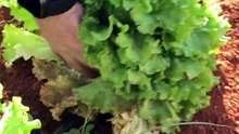 Crispy Lettuce harvest