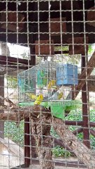 #reel oiseaux 🐦🐦🐦🐦🐦🐦🐦