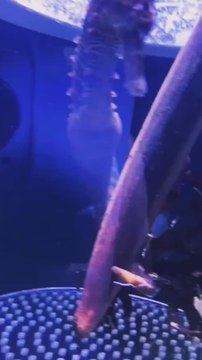 It turns out that male seahorses are the ones who get pregnant and give birth