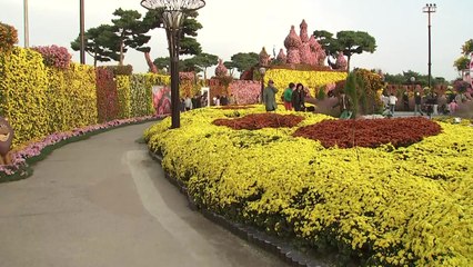 가을 향 머금은 국화의 향연...함평 '국향대전' 북적 / YTN