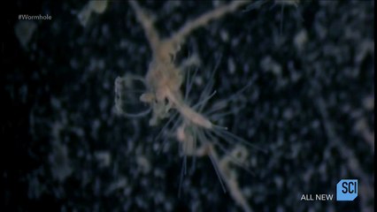 Through The Wormhole Season 8 Episode 2 Can We Cheat Death? | Morgan Freeman