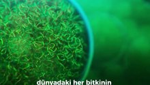 Planktonlar, denizlerin ve tatlı su ekosistemlerinin en önemli unsurlarından biridir.