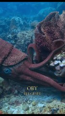 Kamerosera Silüryen dönemde yaşamış dev boyutlu bir cefalopod cinsidir.