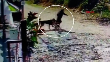 Evin bahçesindeki köpeği çaldı; o anlar kamerada