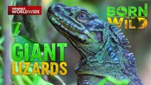Mga naglalakihang lizard na matatagpuan sa Pilipinas | Born to Be Wild