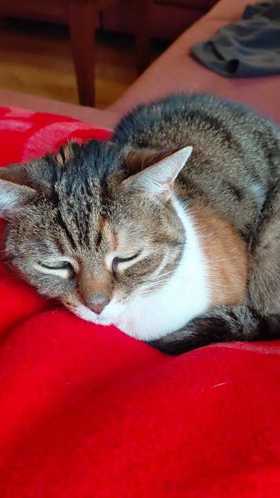 Good Morning! Sunday Mood: This Cat Knows EXACTLY How to Relax 😴☕#cat #funnycat #goodmorning #weekend #viralcats #cutecats #animals #trending #fyp