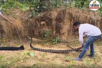 13 फिट का विशालकाय किंग कोबरा मिला