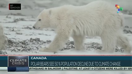 Canada: Polar bears see 50 percent population decline due to climate changeCanada: Polar bears see 50 percent population decline due to climate change