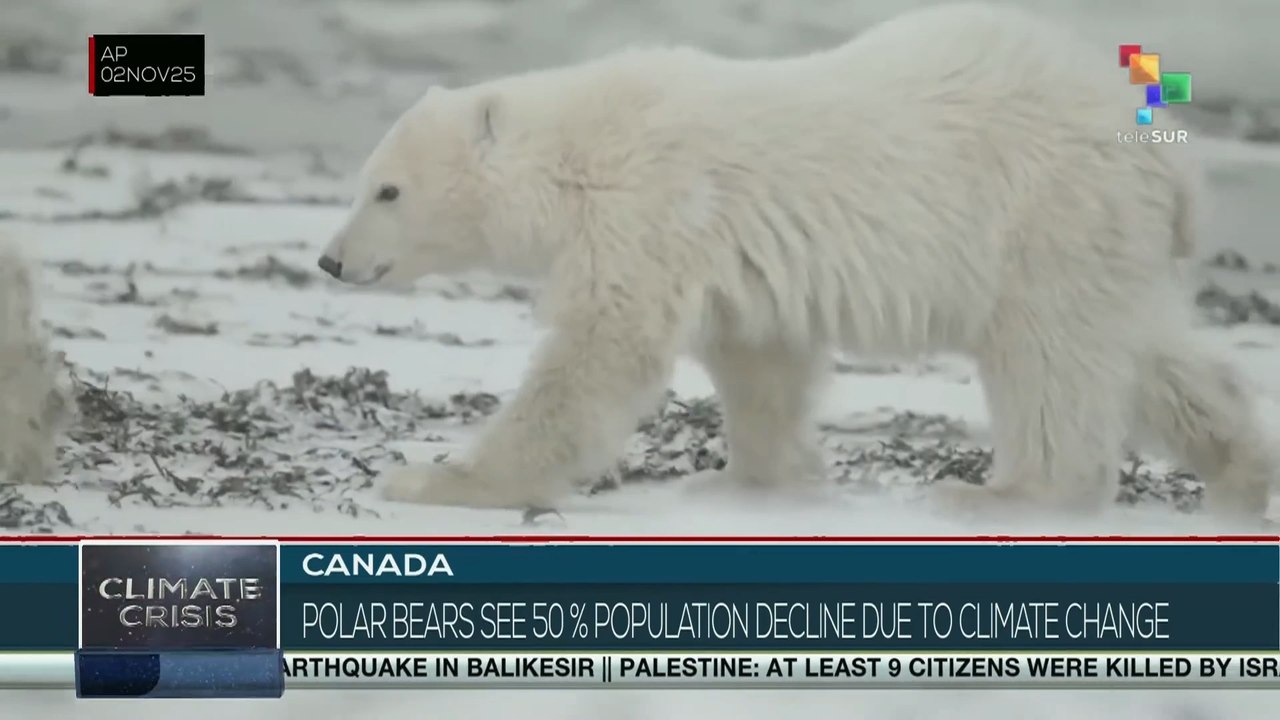 Canada: Polar bears see 50 percent population decline due to climate changeCanada: Polar bears see 50 percent population decline due to climate change