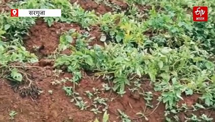 मोंथा तूफान की वजह से बर्बाद हो रही टाऊ और आलू की फसल, जानिये क्या है कृषि एक्सपर्ट की सलाह