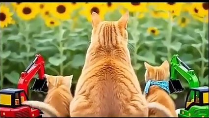 Beautiful Curious Cat Playing with Crane | Funny Construction Cat Moments.