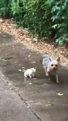 Dog Finds and Saves Small Kitten, Brings It Home