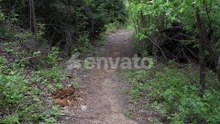 We see a trail in a dense and very beautiful forest that curves to the right