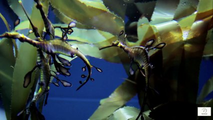 How Swimming Can Improve Memory and Focus After 60