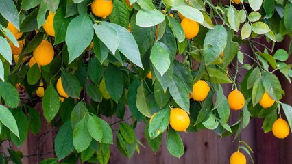 9 Gardening Tips For Growing Lemons And Oranges Together