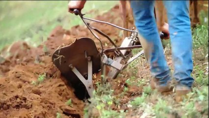 Destaques Globo Rural 02/11/2025