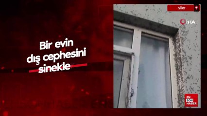Siirt’te bir evin dış cephesini sinekler istila etti