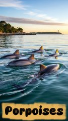 Porpoises – The Shy Cousins of Dolphins 🐬🌊