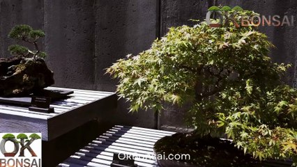 OKBonsai.com – La red social para amantes del bonsái  Únete a la comunidad bonsái