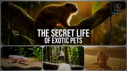 The Secret Life of Exotic Pets: What Owners Don't Tell You