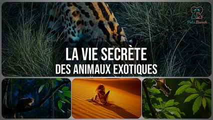 La Vie Secrète des Animaux Exotiques | Documentaire Animalier