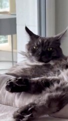 How to have a good night or a good morning? :) #cat #shorts #funnycats #funnyanimals #viralcats #goodnight #goodmorning #sweetdreams #trending #animals #fyp