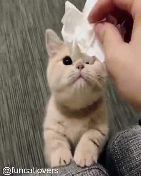 Le Chat le Plus Paresseux du Monde_1753011752