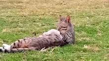 CAT Apny Shikaar Ke INTEZAR Me😊
