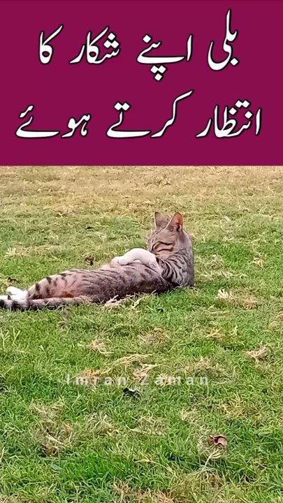 CAT Apny Shikaar Ke INTEZAR Me😊