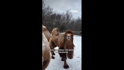 Un chameau utilisé par l’armée russe secouru