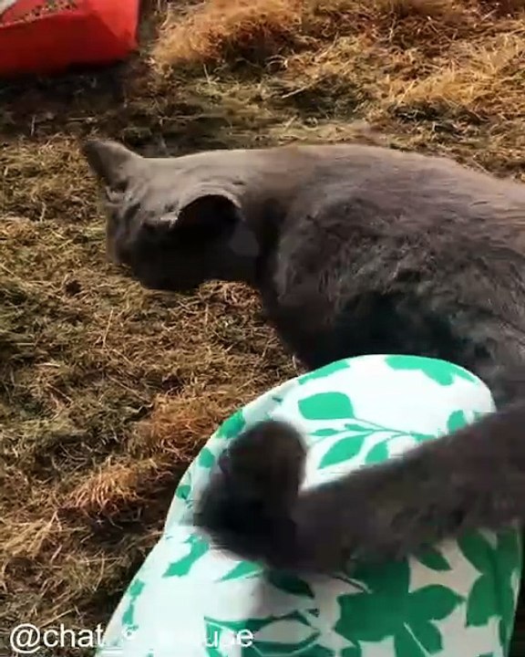 La Compilation de Rire Ultime pour les Fans de Chats_1754229014