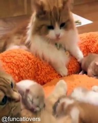 Le Secret d'une Vie Heureuse avec un Chat_1753902028