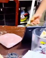 Les Chats et Leurs Jouets Préférés_1753537633