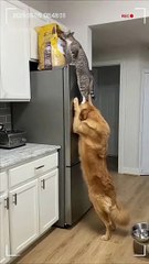 Funny Сats  Share #funnycats #catvideos #securitycamera#petfails #catlovers #viralcatvideos