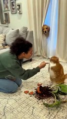 🤣😼Cat Blamed, 🐶 Dog Confused — 🤔