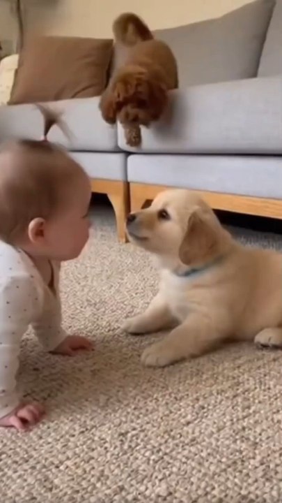 Dog and Child did fun
