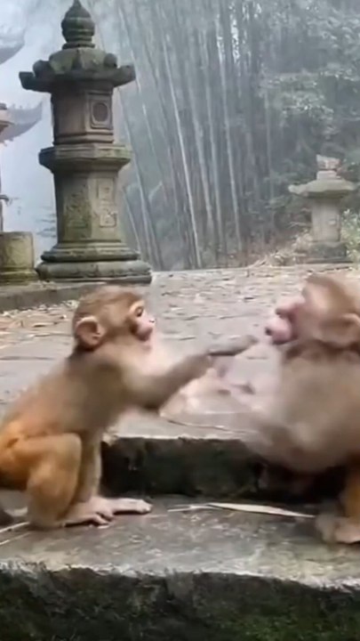 Monkey's Fighting cat Confused