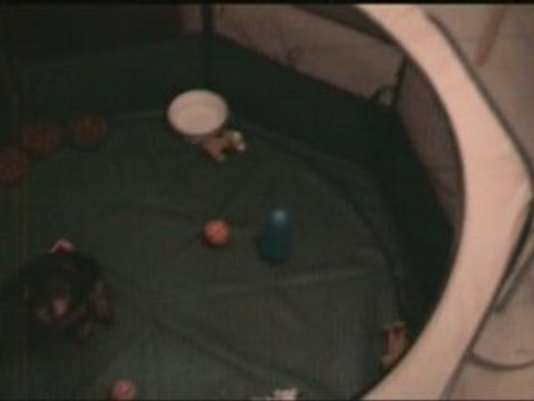 chiots yorkshire terrier