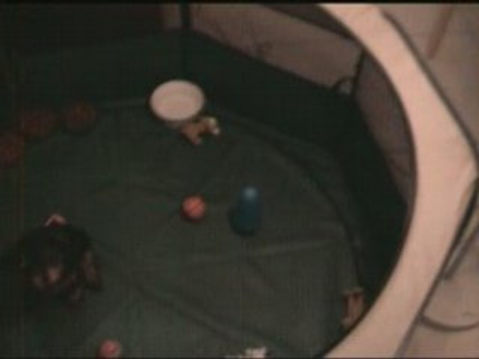 chiots yorkshire terrier