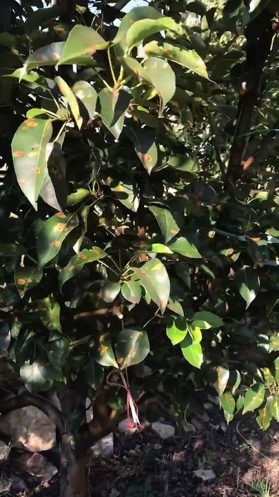 breast rust on pear