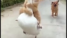 This Cat is Pro! He’s Casually Riding a Goose While a dog chasers him!🐈🤣