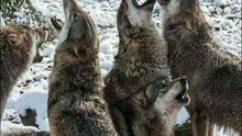 Una manada de lobos conquista una isla remota en Alaska