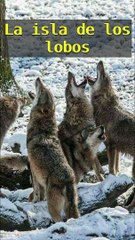 Una manada de lobos conquista una isla remota en Alaska