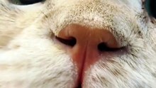 When your cat’s nose starts leaking 😹