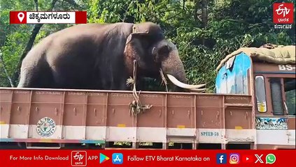 ಇಬ್ಬರ ಬಲಿ ಪಡೆದ ಕಾಡಾನೆ ಸೆರೆ ಹಿಡಿಯಲು ಶೃಂಗೇರಿಗೆ ಆಗಮಿಸಿದ 6 ಸಾಕಾನೆಗಳು