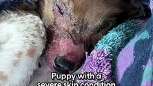 Watch This Puppy With Severe Skin Condition Come Back To Life