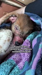 Watch This Puppy With Severe Skin Condition Come Back To Life