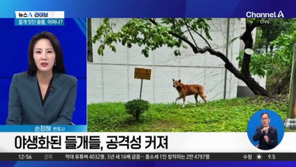 “기절하는 줄 알았다”…서울대 들개 잇단 출몰, 어쩌나?