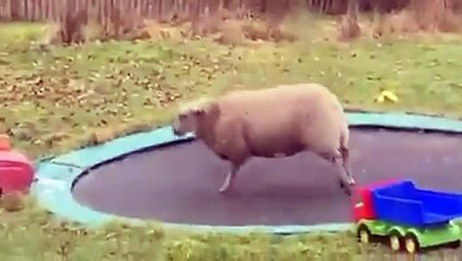 Sheep discovers how to use a trampoline